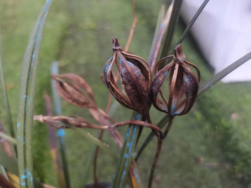 兰花可以用种子种吗，兰花可以用种子种吗图片？-第3张图片-优品飞百科