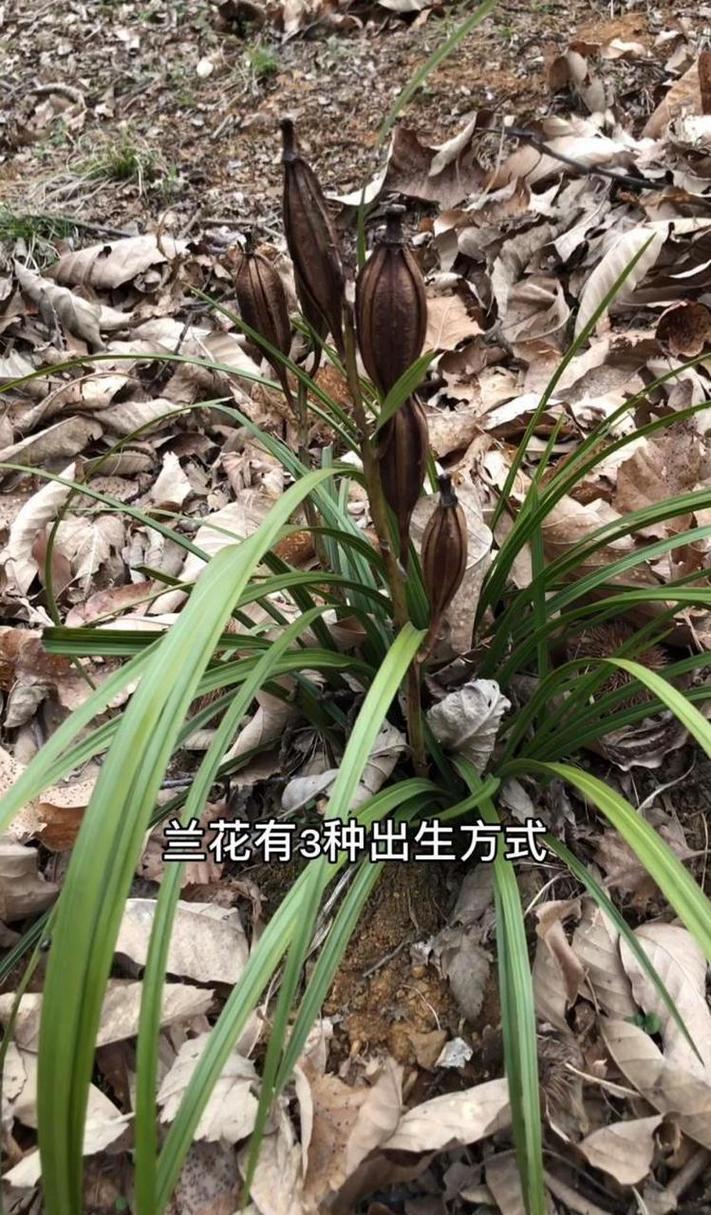 兰花可以用种子种吗，兰花可以用种子种吗图片？-第4张图片-优品飞百科