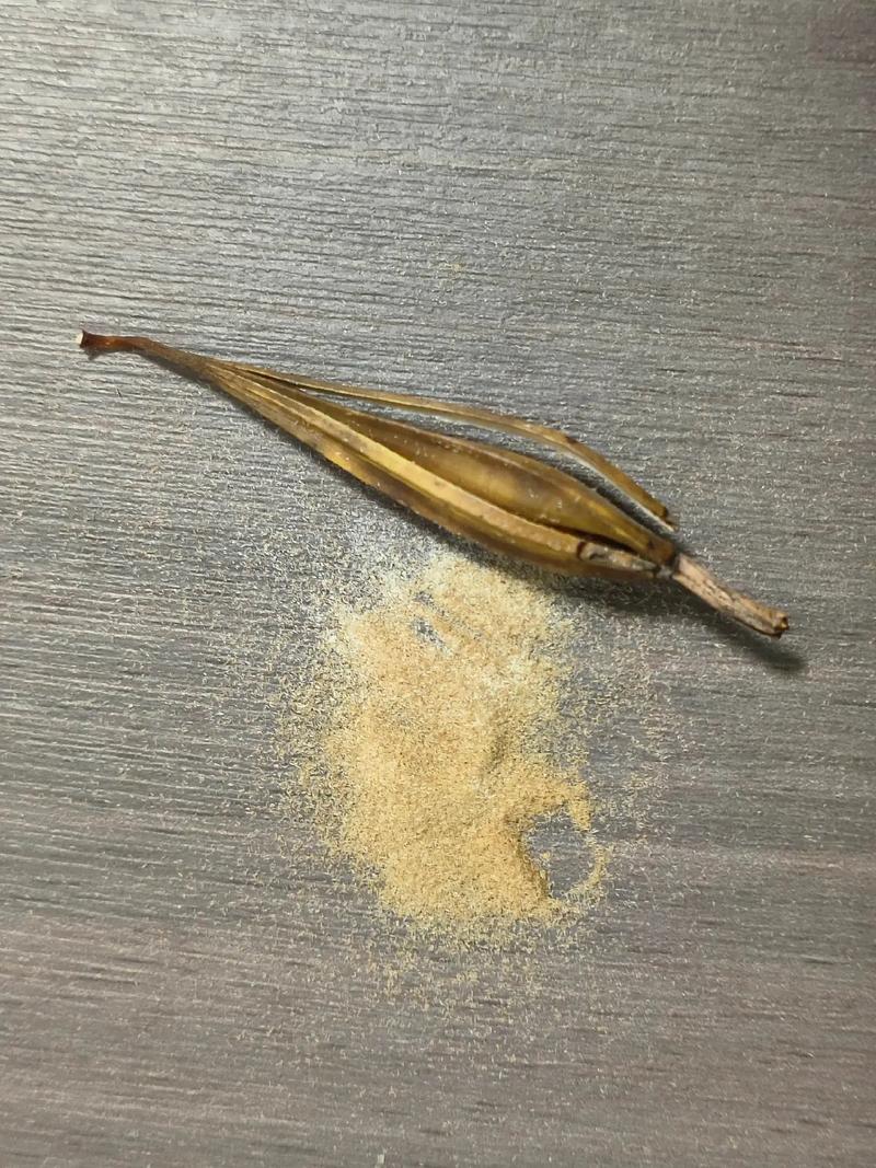 兰花可以用种子种吗，兰花可以用种子种吗图片？-第5张图片-优品飞百科