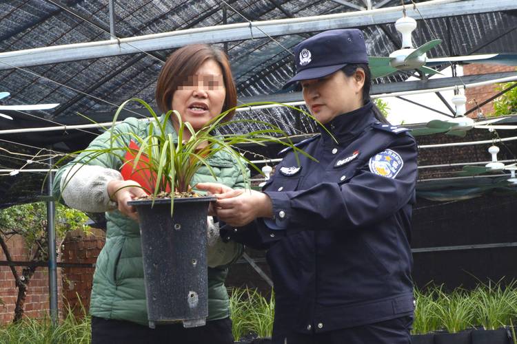 怎么养兔耳兰？兔耳兰的种类种栽培方法？-第3张图片-优品飞百科