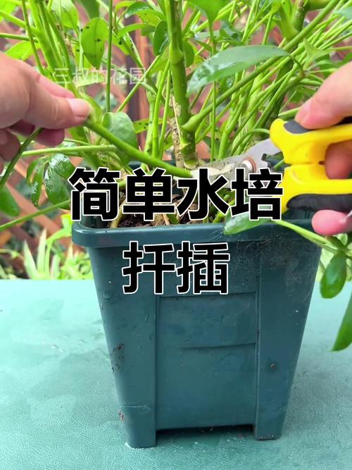 扶桑的水培扦插方法，扶桑的水培扦插方法图解-第3张图片-优品飞百科