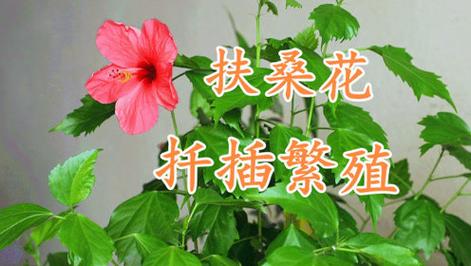 扶桑的水培扦插方法，扶桑的水培扦插方法图解-第4张图片-优品飞百科