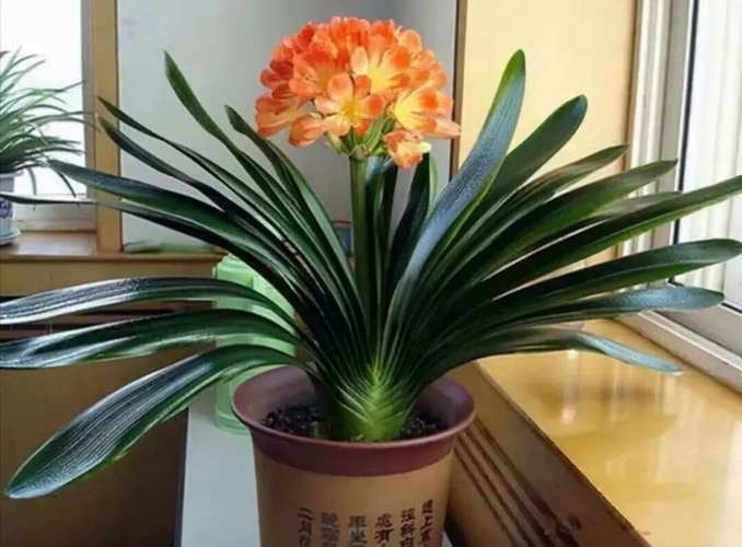 什么花适合在室内养殖？什么花适合室内养殖不需要阳光？-第2张图片-优品飞百科