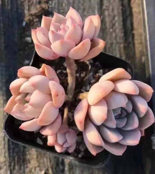 别人的多肉小清新，多肉 小清新-第3张图片-优品飞百科