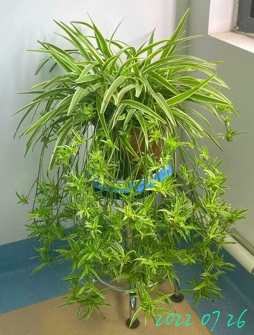吊兰几月份换盆，吊兰几月份换盆好
