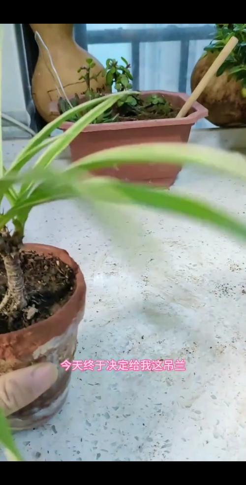 吊兰几月份换盆，吊兰几月份换盆好-第2张图片-优品飞百科