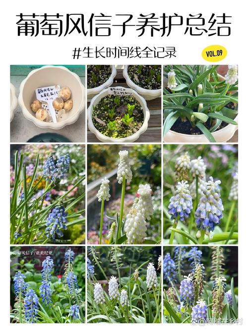 风信子土培可以养几年？风信子土培可以养几年吗？