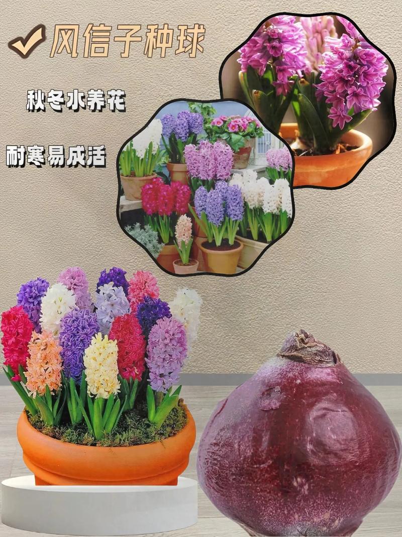 风信子土培可以养几年？风信子土培可以养几年吗？-第4张图片-优品飞百科