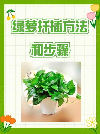 学会这几种绿萝的扦插方法，绿萝的扦插技术-第2张图片-优品飞百科