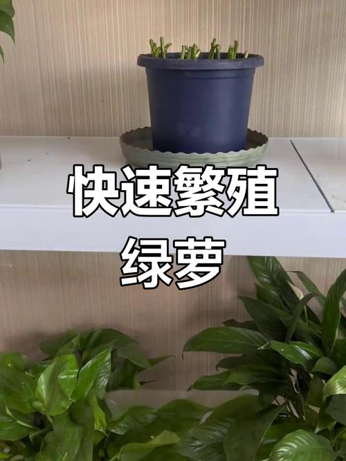 学会这几种绿萝的扦插方法，绿萝的扦插技术-第4张图片-优品飞百科