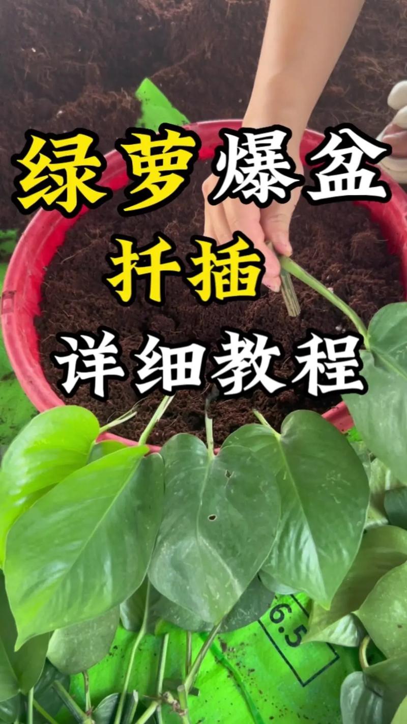 学会这几种绿萝的扦插方法，绿萝的扦插技术-第8张图片-优品飞百科