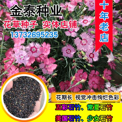 锦团石竹的繁殖方法，锦竹怎么养？-第4张图片-优品飞百科