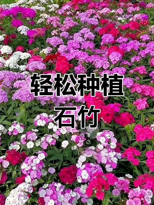 锦团石竹的繁殖方法，锦竹怎么养？-第7张图片-优品飞百科