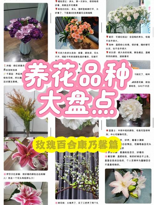 如何使非洲菊在圣诞开花，非洲菊开花后怎么养护？-第2张图片-优品飞百科