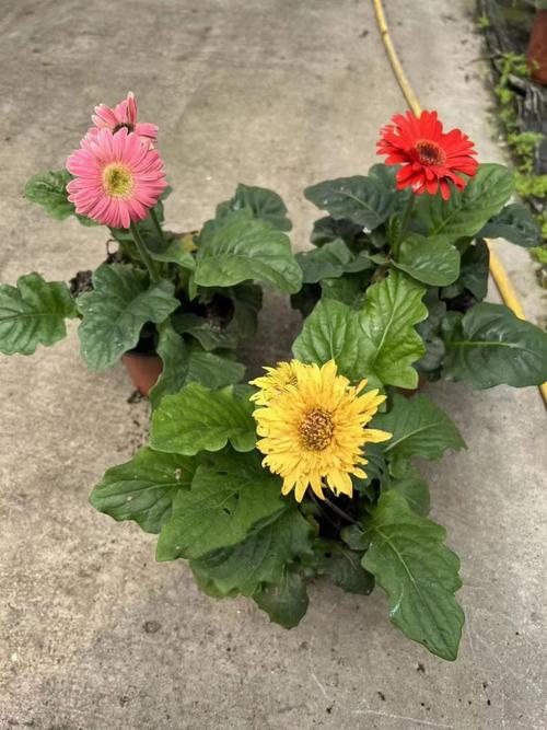 如何使非洲菊在圣诞开花，非洲菊开花后怎么养护？-第4张图片-优品飞百科