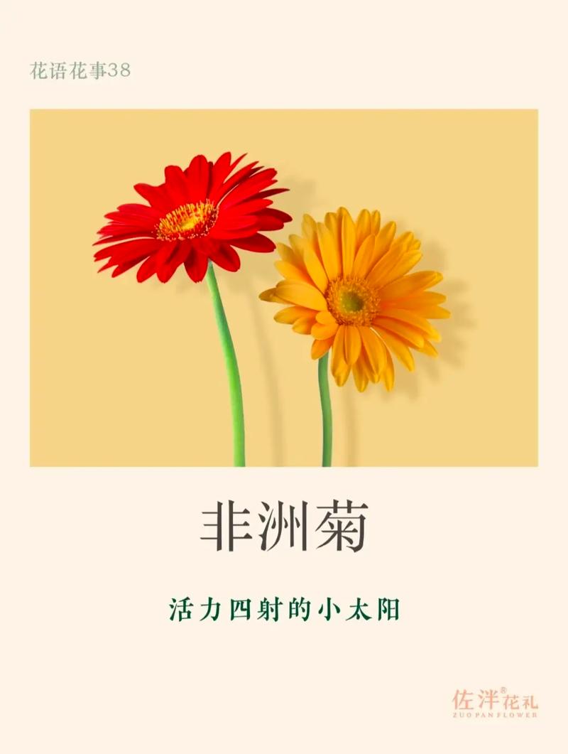 如何使非洲菊在圣诞开花，非洲菊开花后怎么养护？-第5张图片-优品飞百科