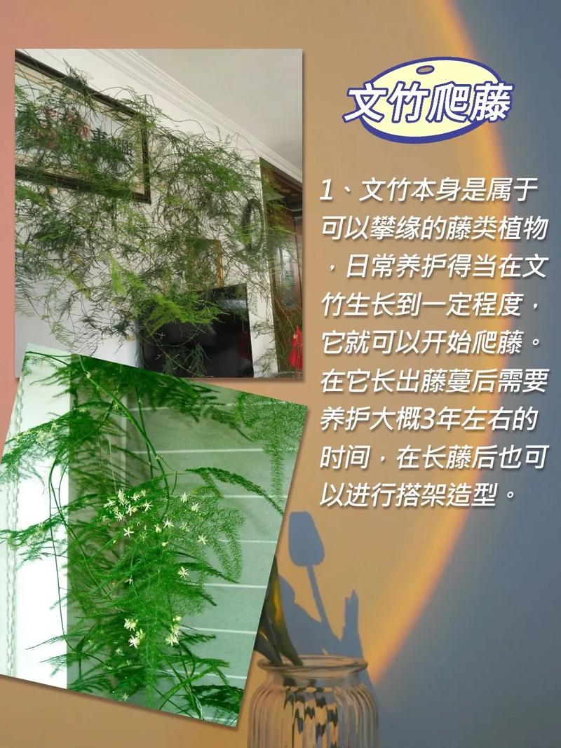 怎样使文竹多萌新发芽，怎么让文竹多长芽