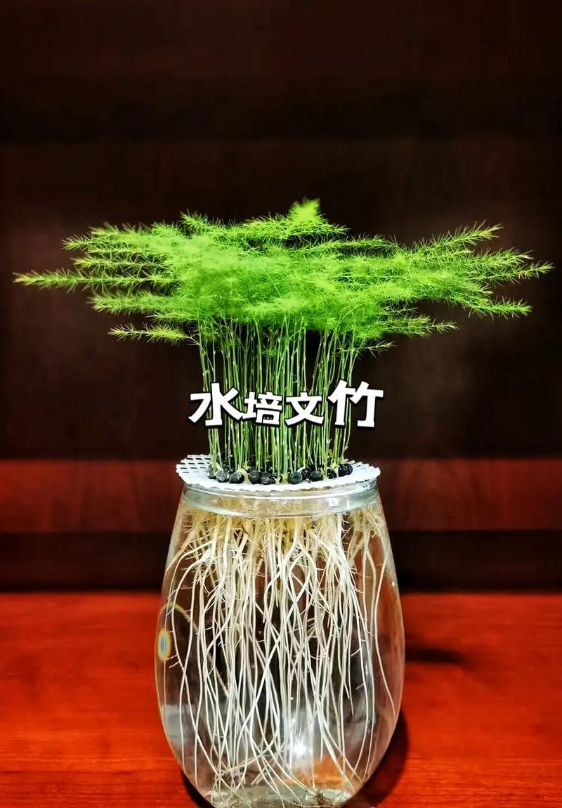 怎样使文竹多萌新发芽，怎么让文竹多长芽-第2张图片-优品飞百科