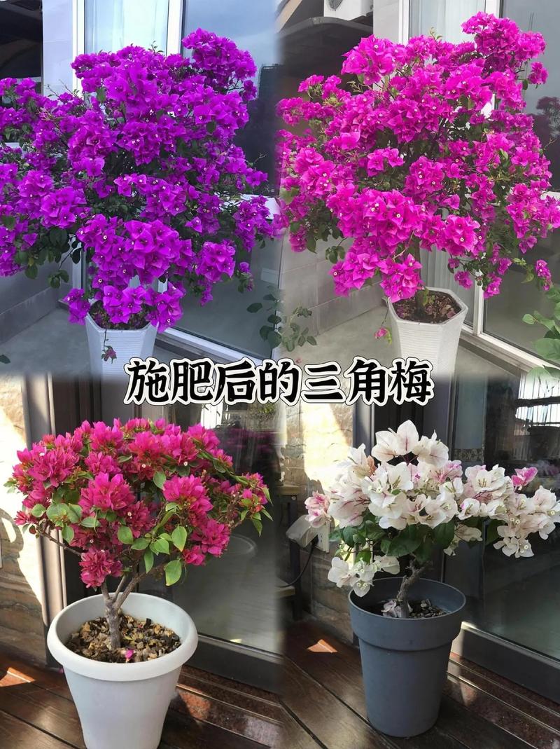 梅花上什么肥料好，梅花盆栽施什么肥好？-第8张图片-优品飞百科
