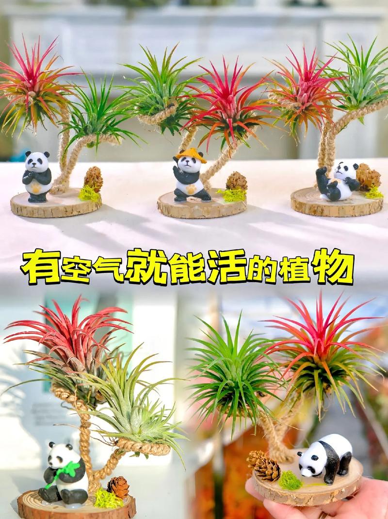 空气凤梨怎么养长得快，空气凤梨懒人植物怎么养？-第2张图片-优品飞百科