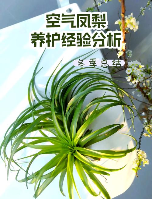 空气凤梨怎么养长得快，空气凤梨懒人植物怎么养？-第4张图片-优品飞百科