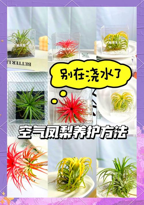 空气凤梨怎么养长得快，空气凤梨懒人植物怎么养？-第6张图片-优品飞百科