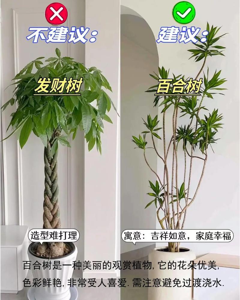 冬红冬天养殖的禁忌，冬红植物图片？-第4张图片-优品飞百科