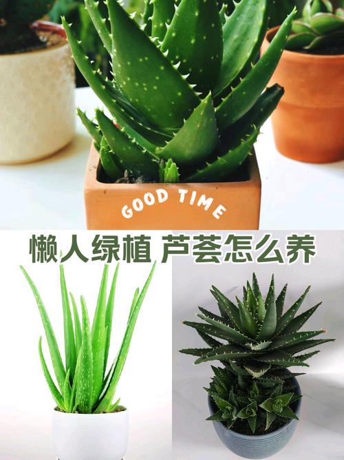 如何让芦荟爆盆，如何让芦荟快速长大？-第5张图片-优品飞百科