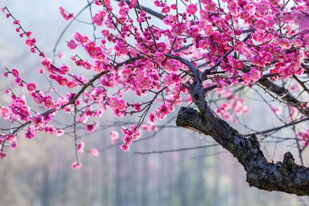 梅花可以室外过冬吗，梅花可以室外种植吗