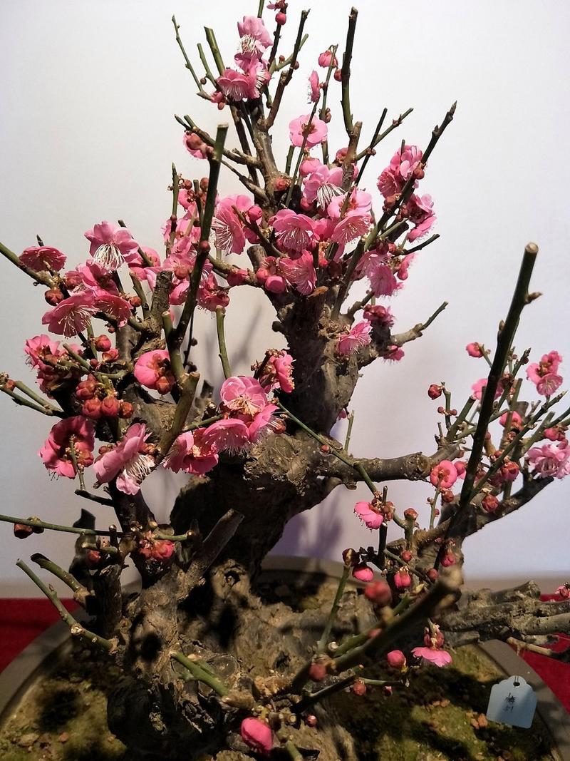 梅花可以室外过冬吗，梅花可以室外种植吗-第2张图片-优品飞百科