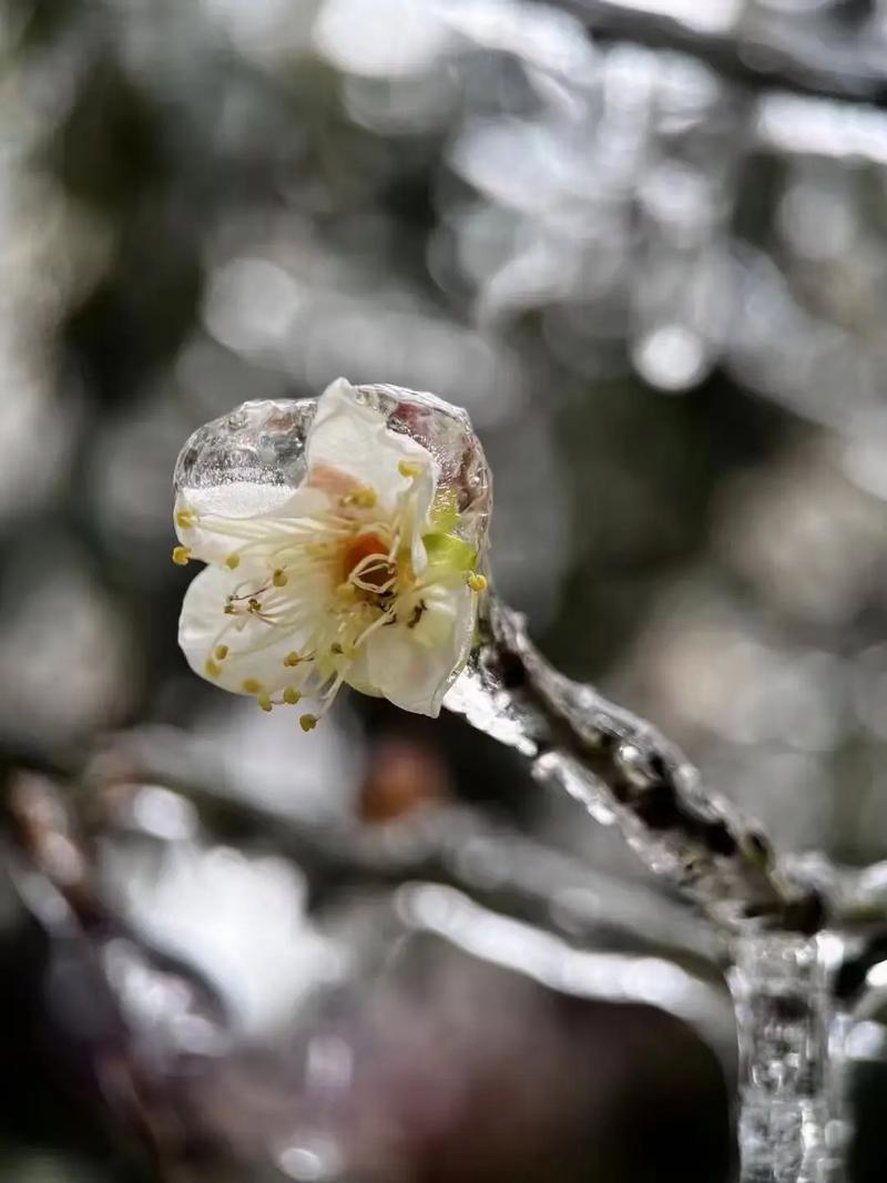 梅花可以室外过冬吗，梅花可以室外种植吗-第3张图片-优品飞百科