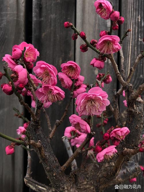 梅花可以室外过冬吗，梅花可以室外种植吗-第5张图片-优品飞百科