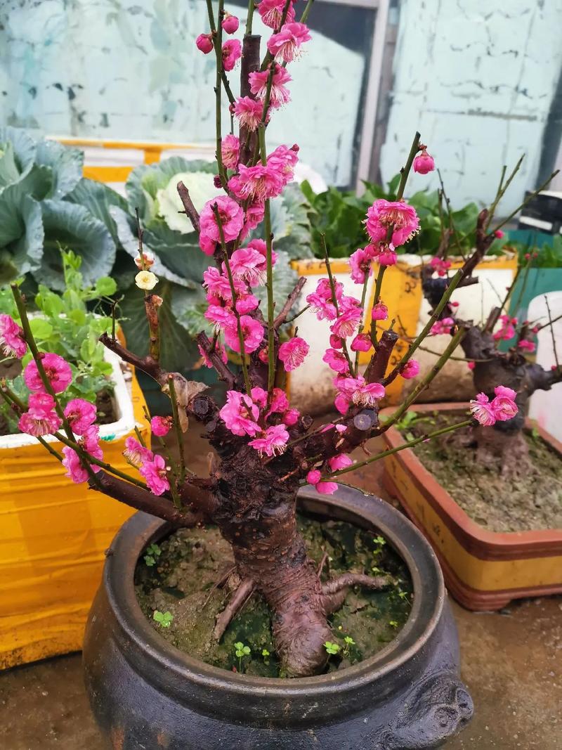 梅花可以室外过冬吗，梅花可以室外种植吗-第6张图片-优品飞百科