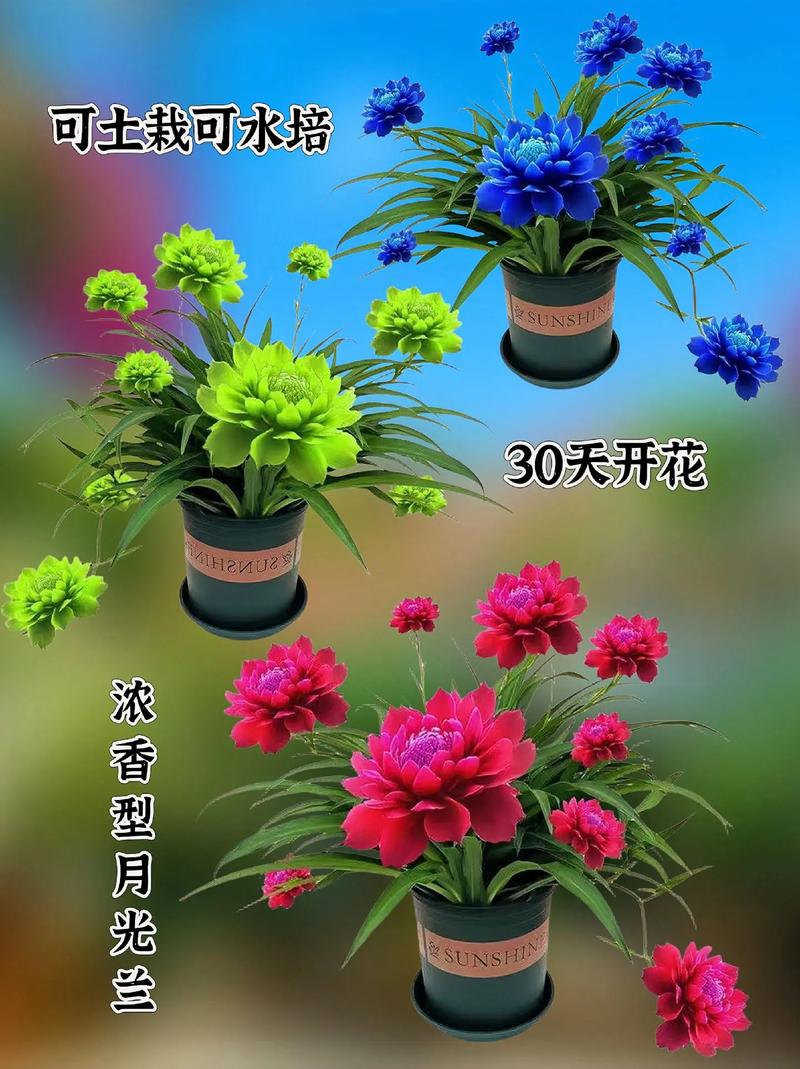 月光花怎么养，月光花长啥样?？