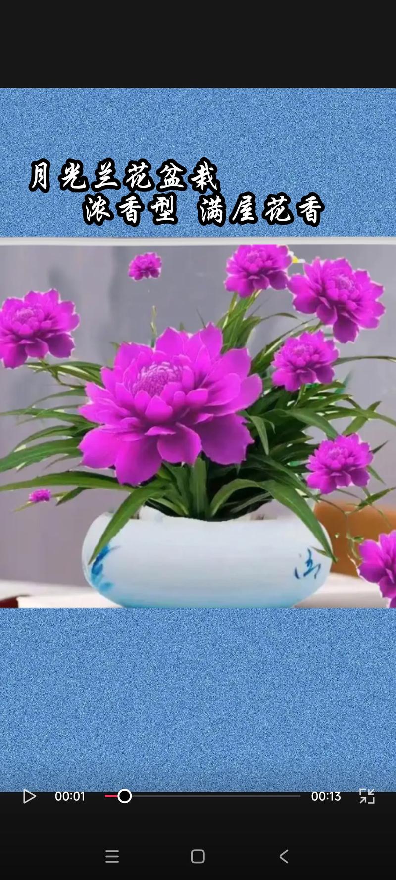 月光花怎么养，月光花长啥样?？-第2张图片-优品飞百科