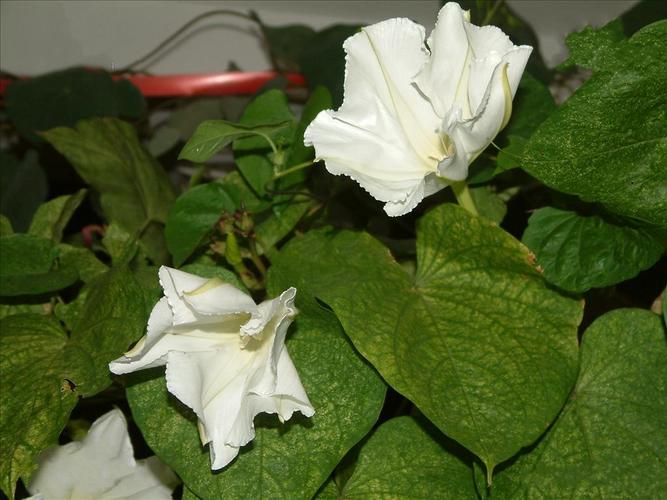 月光花怎么养，月光花长啥样?？-第3张图片-优品飞百科
