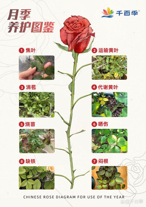 月光花怎么养，月光花长啥样?？-第4张图片-优品飞百科
