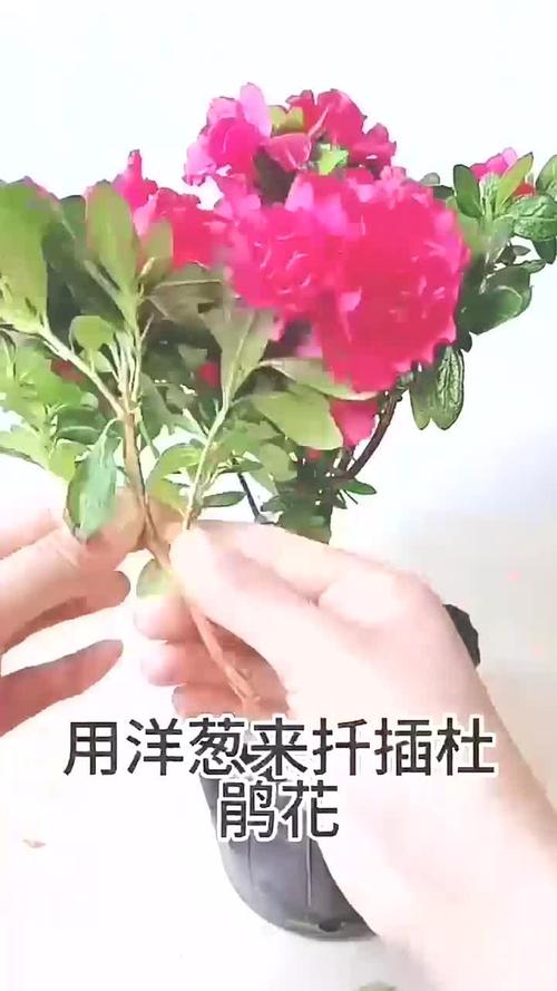 火红杜鹃的繁殖方式，红杜鹃好养不好养-第2张图片-优品飞百科