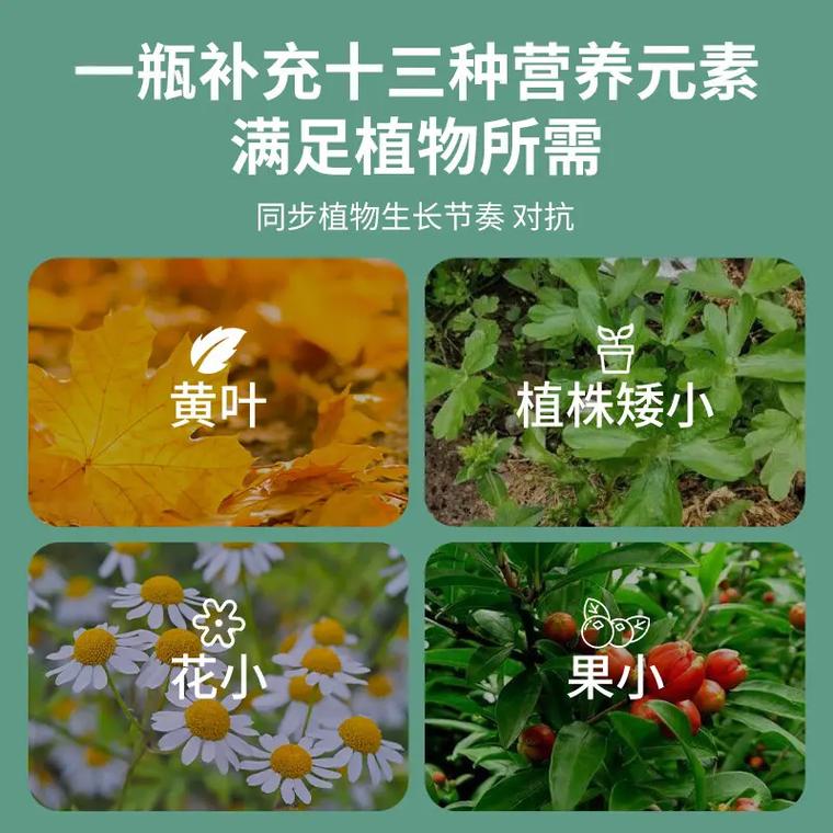 绿萝叶子小不长用啥药，绿萝叶子太小？-第4张图片-优品飞百科