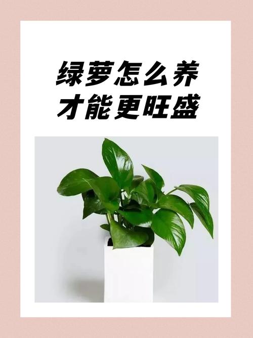 绿萝叶子小不长用啥药，绿萝叶子太小？-第5张图片-优品飞百科