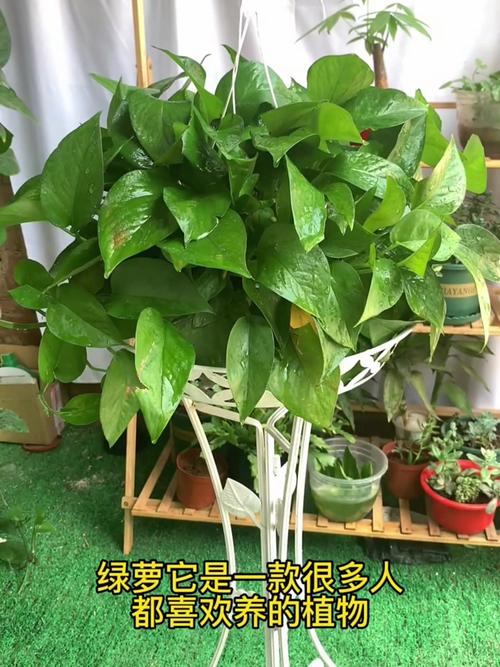 绿萝叶子小不长用啥药，绿萝叶子太小？-第6张图片-优品飞百科