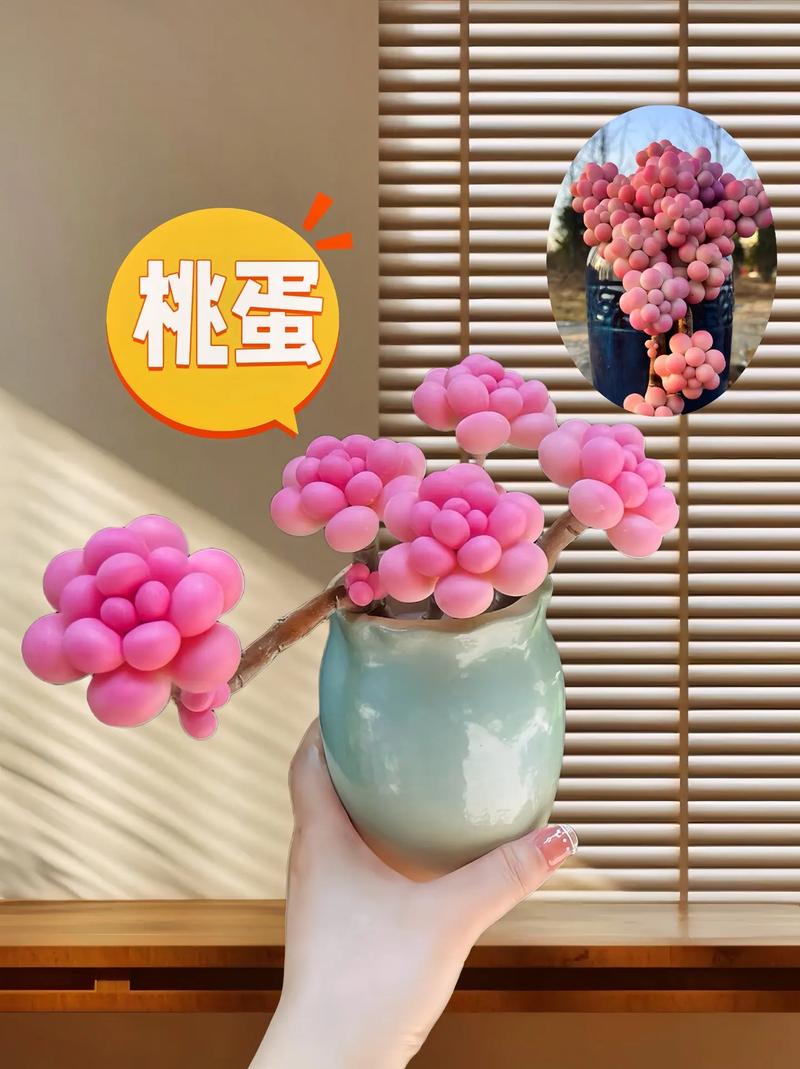 桃之卵怎么爆盆，桃之卵好养吗？-第5张图片-优品飞百科