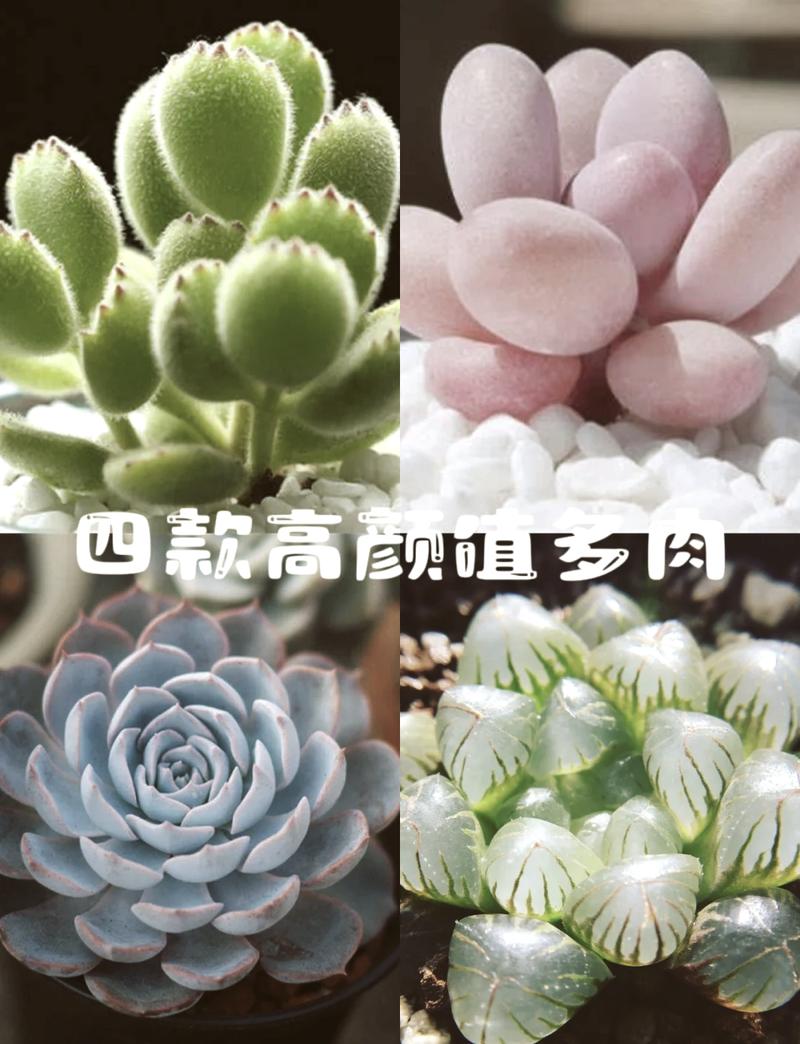 桃之卵怎么爆盆，桃之卵好养吗？-第6张图片-优品飞百科