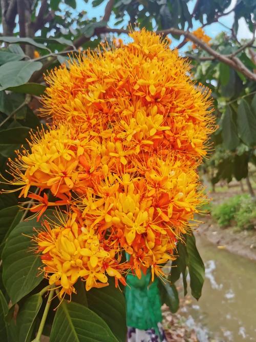 无忧花的养殖方法？无忧花种植技术？
