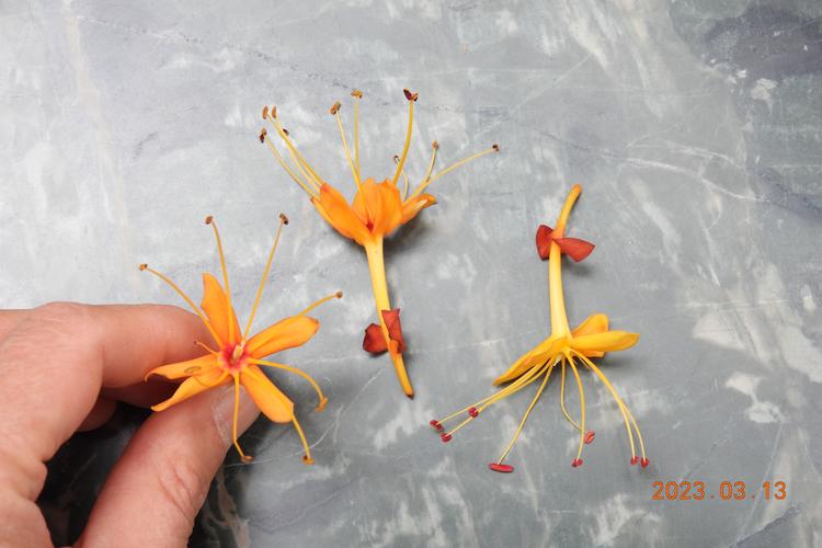 无忧花的养殖方法？无忧花种植技术？-第4张图片-优品飞百科