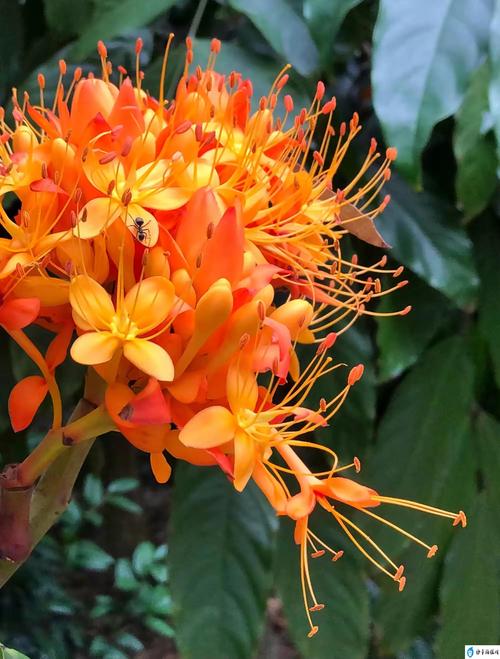 无忧花的养殖方法？无忧花种植技术？-第5张图片-优品飞百科