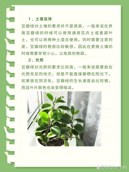 豆瓣绿怎么养才能开花？豆瓣绿怎么养才能开花呢？-第2张图片-优品飞百科