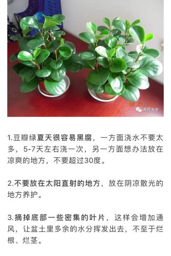 豆瓣绿怎么养才能开花？豆瓣绿怎么养才能开花呢？-第4张图片-优品飞百科