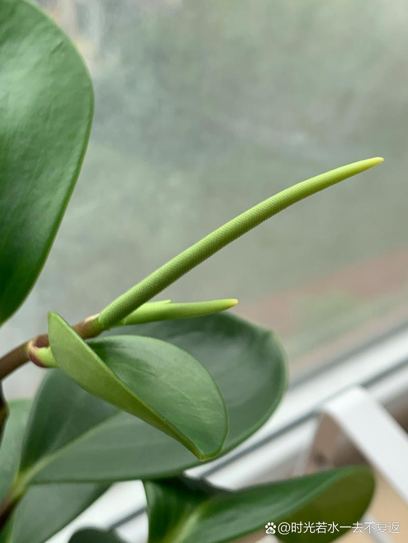 豆瓣绿怎么养才能开花？豆瓣绿怎么养才能开花呢？-第5张图片-优品飞百科