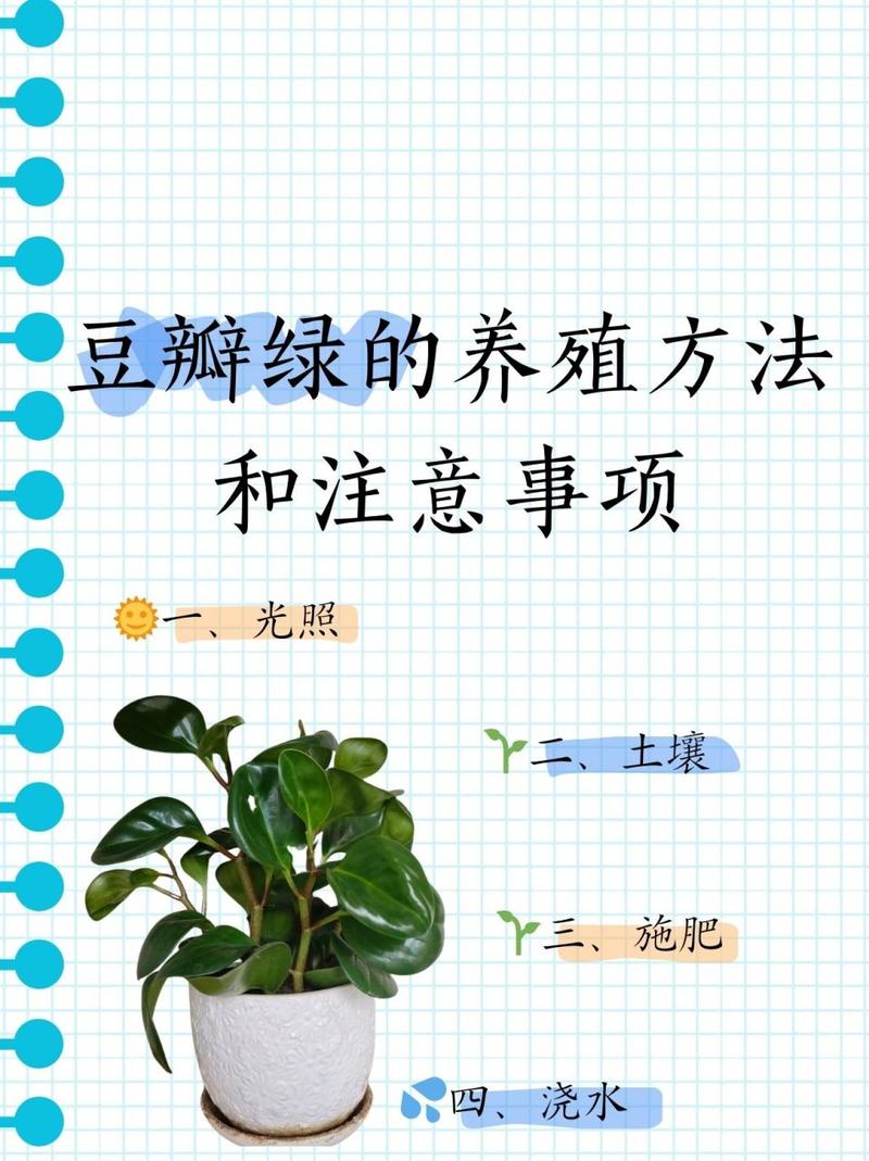 豆瓣绿怎么养才能开花？豆瓣绿怎么养才能开花呢？-第6张图片-优品飞百科